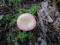 Russula aquosa image