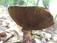 Suillus spraguei image