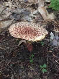 Suillus spraguei image