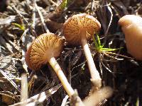 Entoloma subserrulatum image