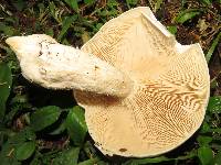 Macrocybe titans image