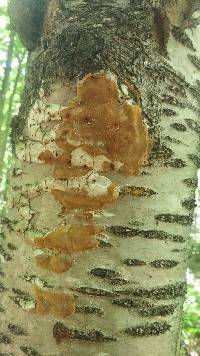 Phellinus betulinus image