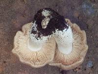 Entoloma whiteae image