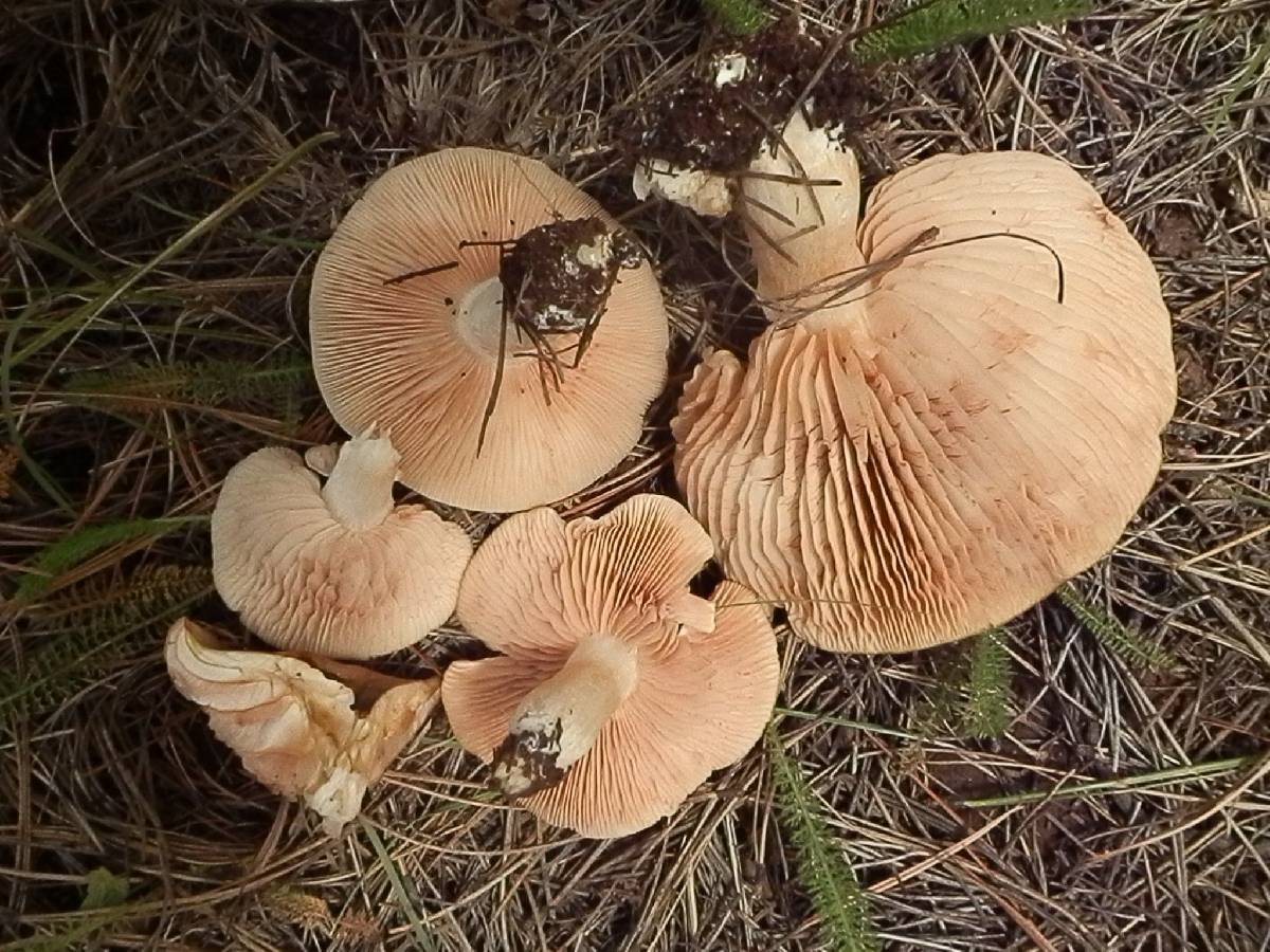 Entoloma whiteae image