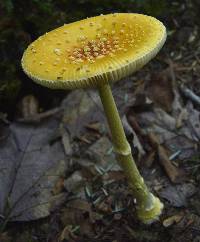 Amanita frostiana image