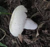 Russula crustosa image