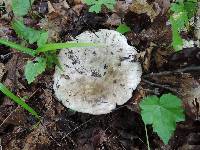 Russula albonigra image