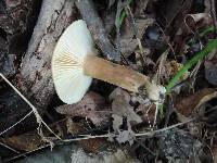 Lactarius fuliginosus image