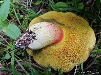 Boletus smithii image