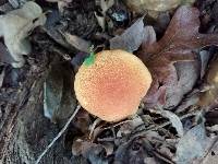 Boletus harrisonii image