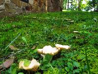 Clitocybe rivulosa image