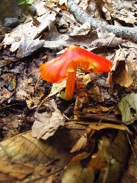 Hygrocybe acutoconica image