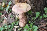 Boletus subcaerulescens image