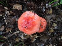 Russula rubescens image