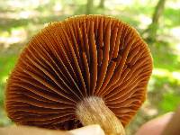 Cortinarius distans image