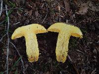 Boletus auripes image