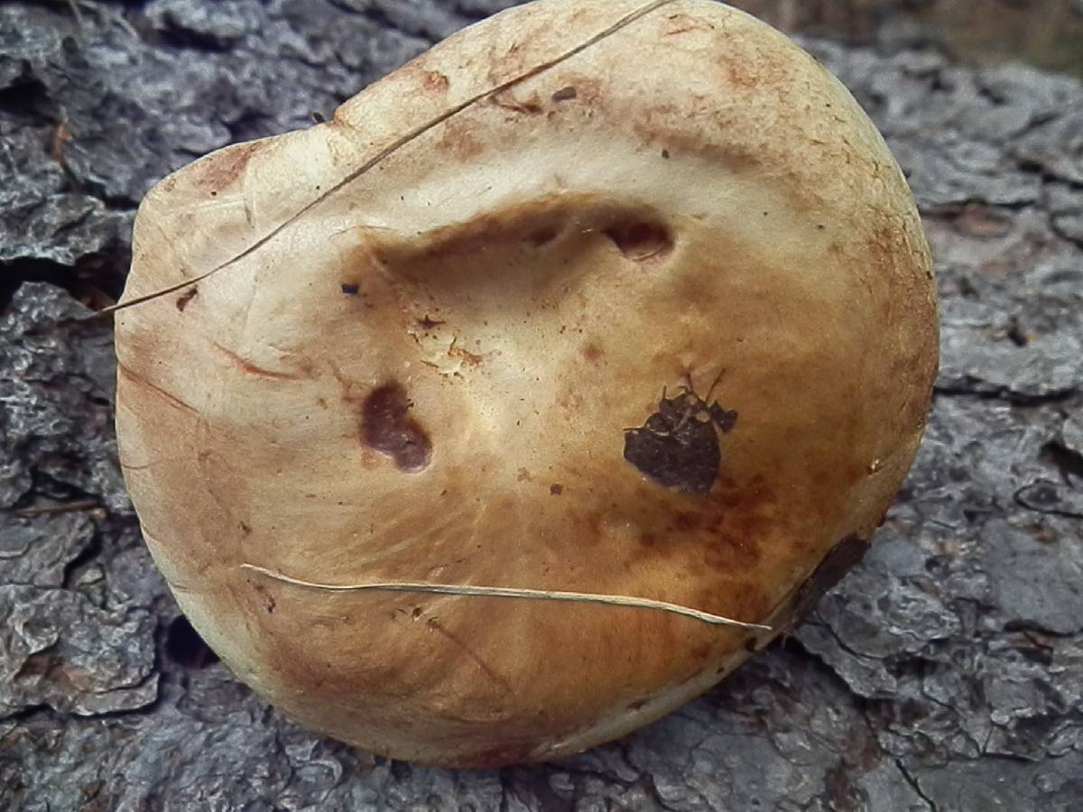 Paxillus obscurisporus image