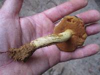 Boletus vermiculosoides image