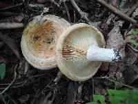 Lactarius psammicola image