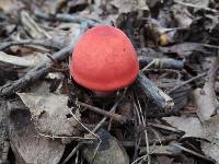 Russula peckii image