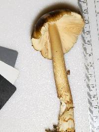 Amanita variicolor image