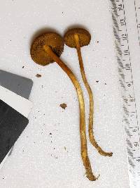 Cortinarius incognitus image