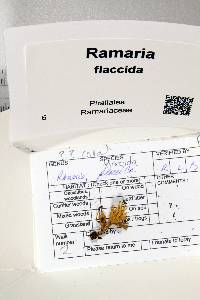 Ramaria flaccida image