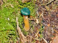 Leotia viscosa image