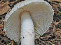 Amanita pseudovolvata image