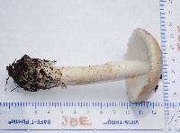 Amanita pseudovolvata image