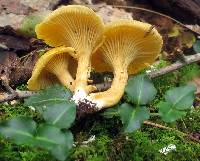 Cantharellus appalachiensis image