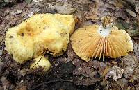 Russula earlei image