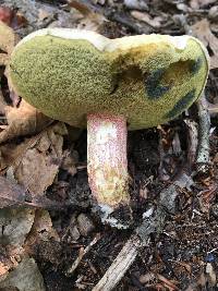 Caloboletus inedulis image