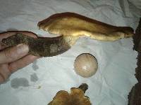 Tapinella atrotomentosa image