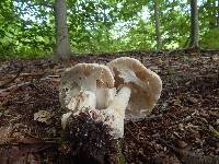 Amanita canescens image