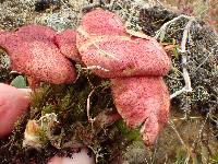 Boletus paluster image