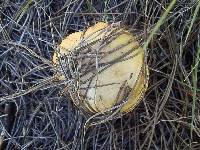 Suillus kaibabensis image