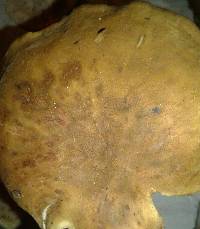 Tapinella atrotomentosa image