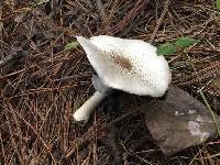 Agaricus placomyces image