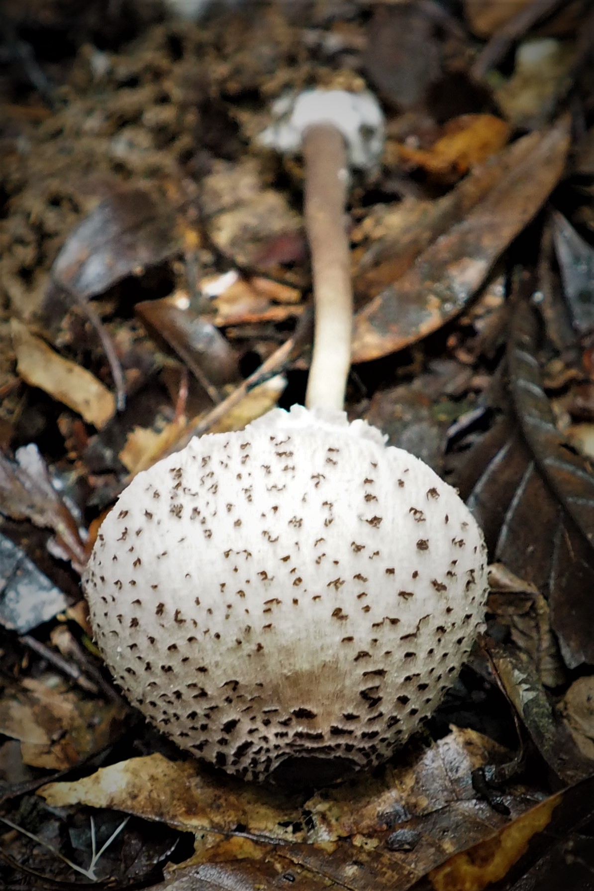 Macrolepiota gracilenta image