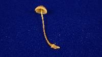 Mycena aurantiomarginata image