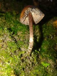 Psilocybe guilartensis image