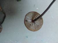 Psilocybe guilartensis image