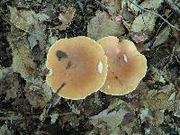 Lactifluus hygrophoroides image