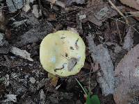 Russula ochroleucoides image