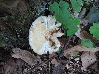 Russula ochroleucoides image