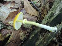 Amanita elongata image