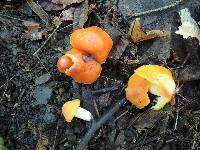 Hygrocybe aurantiosplendens image