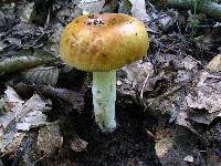 Russula foetentula image