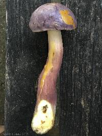 Tylopilus violatinctus image
